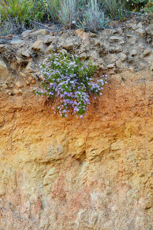 Purple fynbos flowers growing on a cliff on Table Mountain in Cape Town in South Africa. Bushes and...