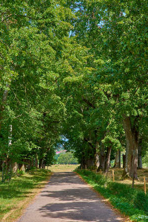 Quiet countryside road between forest trees and grassland or a farm pasture in a remote area. Landscape of an empty, scenic and secluded path with leaves providing shade along farmland with greeneryの写真素材