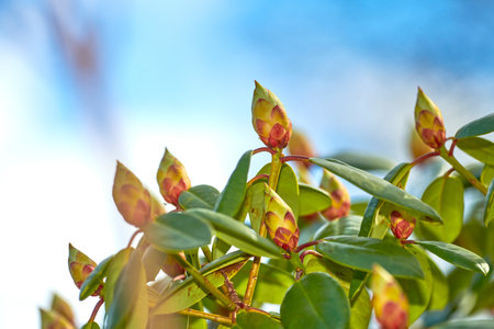Rhododendron flower bud on a lush green tree with a blue sky background in early spring. Botanical flowerheads growing outdoors in a bush on a summer afternoon. Lush foliage in a thriving ecosystemの写真素材