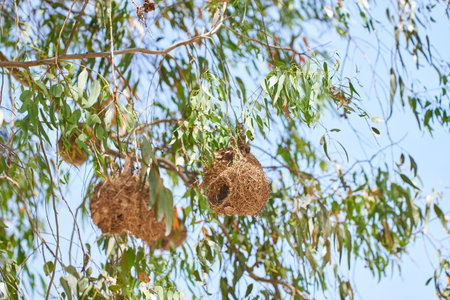 African golden weaver bird nest view in green trees. Closeup nature view of empty nests high above in the beautiful outdoors. Natural scene with blue sky, leaves, and plants in the background.の写真素材