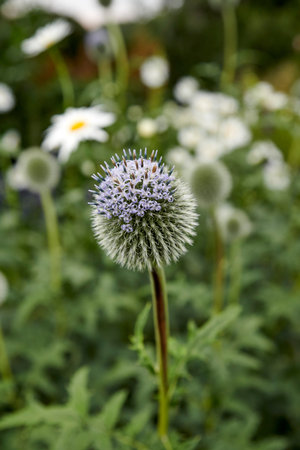 One purple globe thistle flower growing in a garden. Beautiful outdoor echinops perennial flowering...
