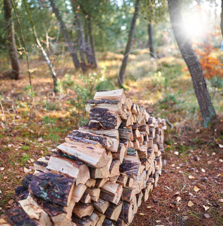 Preparation of firewood for the winter. Stacks of firewood in the forest. Firewood background. Sawed and chopped trees. Stacked wooden logs. Firewood.の写真素材