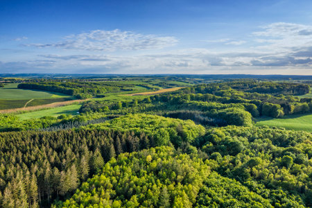 Aerial view of pine forests in Denmark on a cloudy day in summer. Landscape of cultivated green...