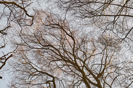 Autumn view of a dry beech tree forest thriving in a dense, remote countryside woods from below....