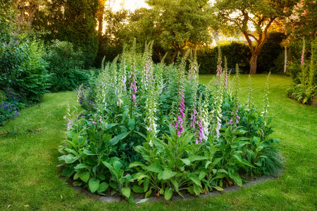 Many colorful foxgloves growing in a green garden against a soft sunset. Flowers growing in peaceful...
