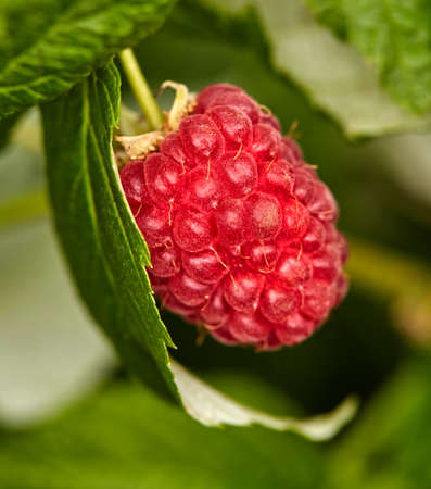 Closeup of raspberry growing on a vine on a farm in summer. Ripe, delicious and healthy fruit ready...