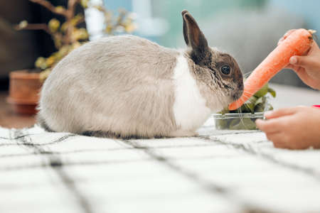 Hey bunny, wheres my easter egg. an unrecognizable little girl feeding her pet rabbit a carrot at home.の写真素材