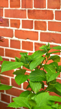 Green big leaf hydrangea plants growing against red brick wall outdoors. Leave textures on a outdoor...