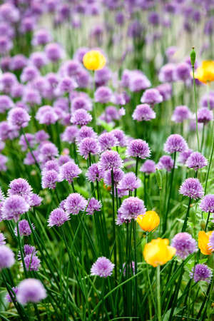 Colorful purple flowers growing in a garden. Closeup of chives or allium schoenoprasum from the...