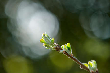 Beautiful, fresh and colorful leaves on a tree branch in a park or garden in nature in spring....