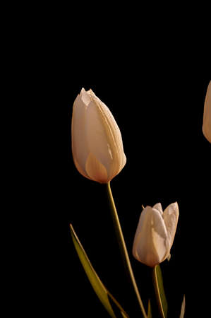 White garden flowers growing against a black background. Closeup of didiers tulip from the tulipa...