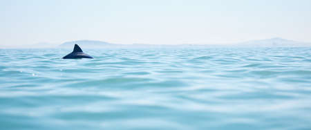 Gliding across blue waters. a dolphin swimming across the surface of the ocean.