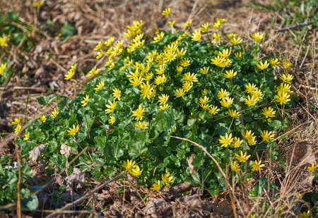 Beautiful yellow flowers growing in a forest or nature enviroment. Closeup of lesser celandine,...