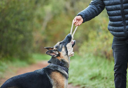 Give your dogs as much outdoor time as possible. a unrecognizable man playing with his adorable...