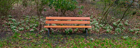Park background of wooden bench with trees and snowdrop flowers growing in a field with green grass....