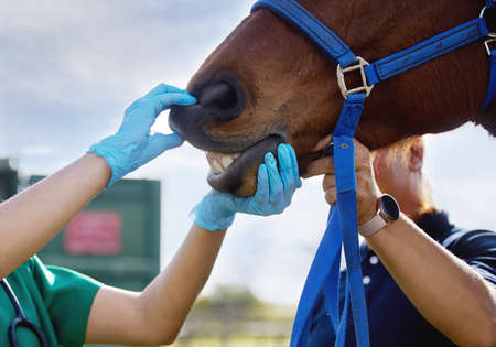 Working with animals is a rewarding and fulfilling life. a unrecognizable veterinarian doing a checkup on a horse on a farm.の写真素材