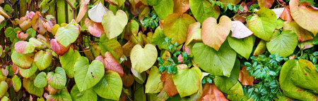 My garden. Beautiful, landscape view of diverse colorful plant leaves. Mixed greenery life growing...