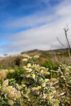 Flowers, plants and green nature outside in a natural environment, garden or land in summer....