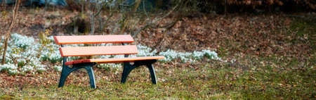 Bench and Common snowdrop - Galanthus nivalis