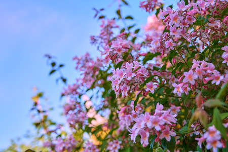 Beautiful, pretty and colorful pink flowers in a garden during spring with a blue sky background and copy space. Landscape view of natural lush flowering plants growing in a park or backyardの写真素材