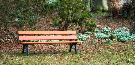 Bench and Common snowdrop - Galanthus nivalisの写真素材