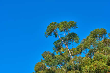Fresh, beautiful and green trees growing on sunny day, against background of clear, blue sky. Lush...