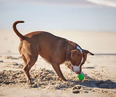 You cant escape my keen sense of smell. an adorable pit bull playing with a ball at the beach.の写真素材