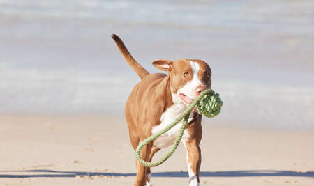 And the winner of the doggo awards goes to... an adorable pit bull playing with a piece of rope at the beach.の写真素材