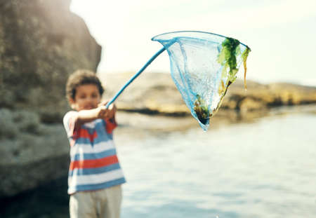 I caught some seaweed. a young boy holding a fishing net at the beach.の写真素材