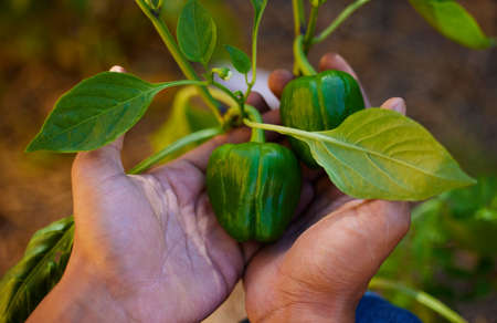Fresh produce from the garden. an unrecognizable man holding a ripe bell pepper from his garden in...