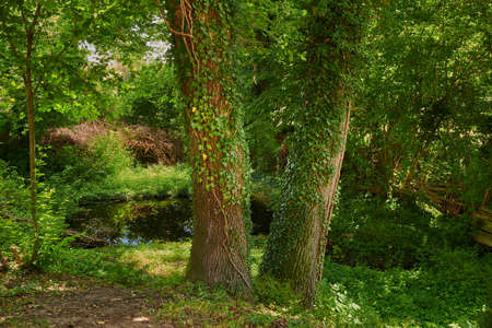Countryside, farmland and forest - close to Lyon, France. A series of photos of countryside,...