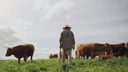 To understand the animal, live with it. Rearview shot of a man working on a cow farm.の写真素材