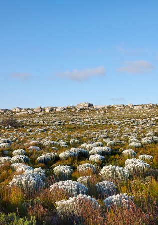 The wilderness of Cape Point National Parkの写真素材