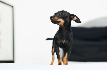 Did someone say were going to the park. an adorable dog relaxing on a bed at home.の写真素材