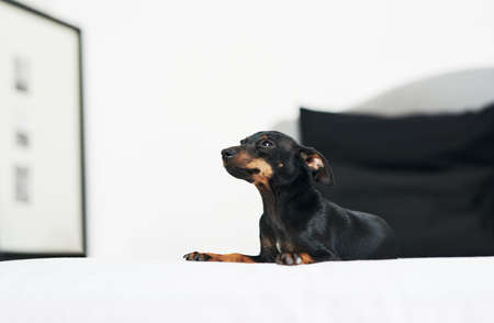 No wonder the humans love the bed so much. an adorable dog relaxing on a bed at home.の写真素材