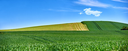 Green fields and blue sky in spring. Farmland in springtime - lots of copy space.の写真素材