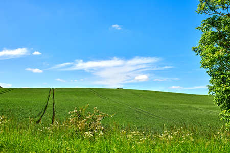 Green fields and blue sky in spring. Farmland in springtime - lots of copy space.の写真素材