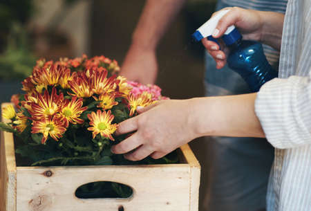Growing flowers need the right amount of water everyday. two unrecognizable florists watering flowers and working together inside their plant nursery.の写真素材