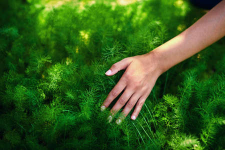What you plant now, you will harvest later. an unrecognizable female farmer feeling and going through her plants and produce at her farm.の写真素材
