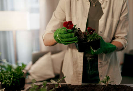 This profession requires you to have a delicate touch. an unrecognizable florist potting plants inside her store.の写真素材