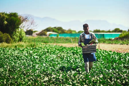 You reap what you sow in life. Full length shot of a young farmer walking and carrying a crate full of fresh produce at his farm.の写真素材