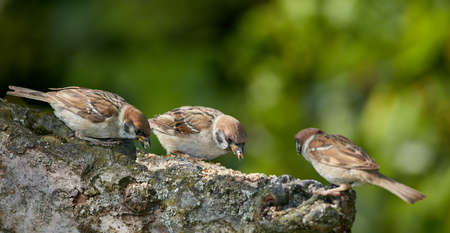 Sparrow. Sparrows are a family of small passerine birds, Passeridae. They are also known as true sparrows, or Old World sparrows, names also used for a particular genus of the family, Passer.の写真素材