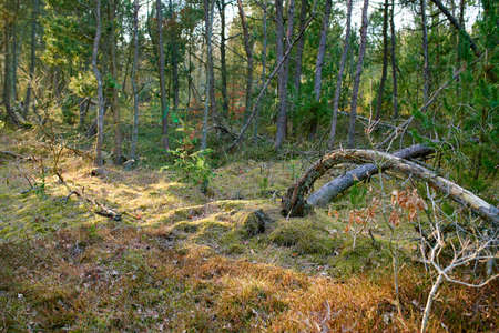 Forest and trees in very early spring - Denmark. A photo of forest beauty in early springtime.の写真素材