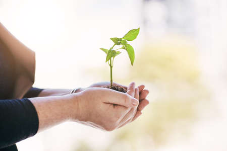 Growth, care and plant in hands of eco woman for agriculture and development in a sustainable green business. Closeup of a female holding and supporting a sprout in soil in a growing startupの写真素材