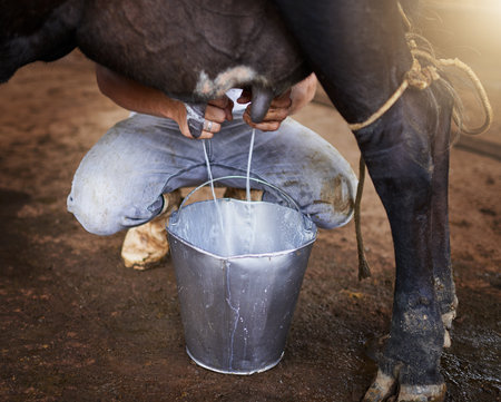 Only the freshest milk. High angle shot of an unrecognizable male farmhand milking a cow in the barn.の写真素材