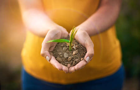 Closeup of hands holding a plant and sand outside in nature in spring. Caring for the environment and growing sustainable, organic and ecological plantations by investing in agricultural growthの写真素材