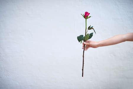 This is for you. Studio shot of an unrecognizable person holding a single red rose against a grey background.の写真素材