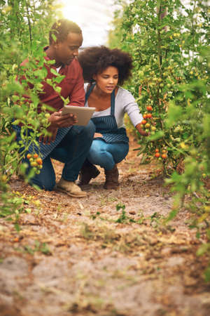 Tracking their crops digitally. Full length shot of young farm couple using a tablet while checking their crops.の写真素材
