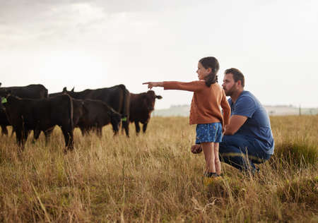 Family, dairy farming and farmer with child, daughter and girl pointing, showing and watching cows or cattle. Father and curious kid bonding on farm estate with meat, beef and food industry livestockの写真素材