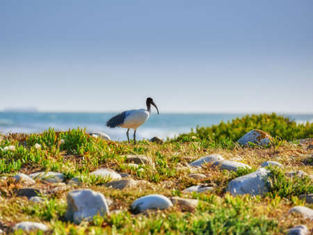 Cape Point National Park. The wilderness of Cape Point National Park.